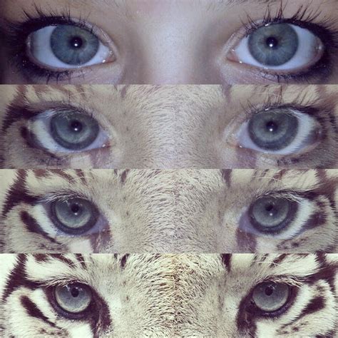 human and white tiger eyes by ladralorefe on DeviantArt