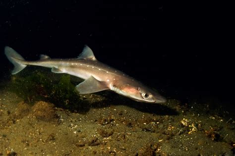 Shark Savers :: Dogfish Sharks