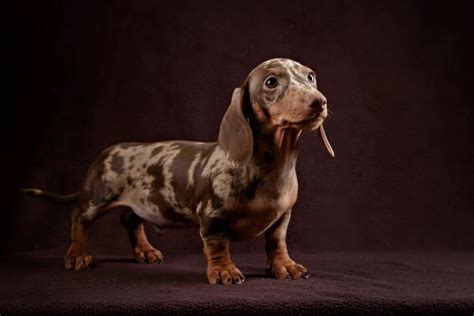 Dapple Dachshund Facts: What Causes the Unique Coat Pattern?