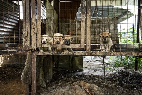 Closing South Korea’s dog meat farms — Sophie Gamand