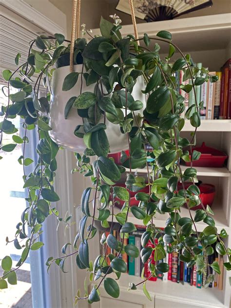 Lipstick Plant Propagation: 2 Simple & Effective Methods