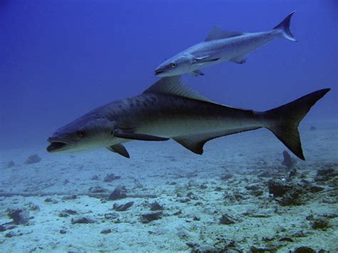 Cobia (Rachycentron canadum) | Better Know a Fish!