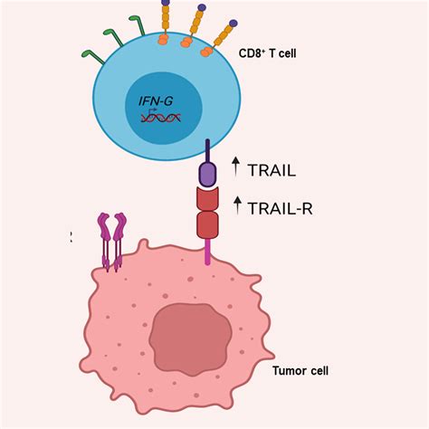 Tumor Immunology and Immunotherapy Research Program | Roswell Park ...