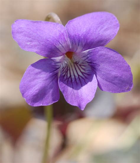File:Alpine Violet Viola labradorica Flower 1453px.jpg - Wikimedia Commons
