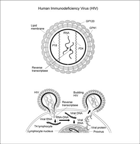 Figure 1-1, Parts of HIV - Substance Abuse Treatment for Persons With HIV/AIDS - NCBI Bookshelf