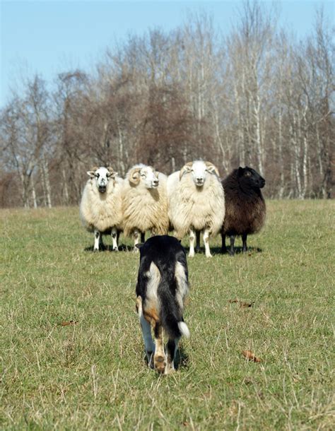 Little Brook Farm » Border Collie herding demonstrations