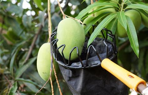 Fruit harvesting equipment stock photo. Image of plant - 92497846