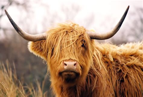 Guide to British cattle breeds: common cow breeds and how to recognise ...