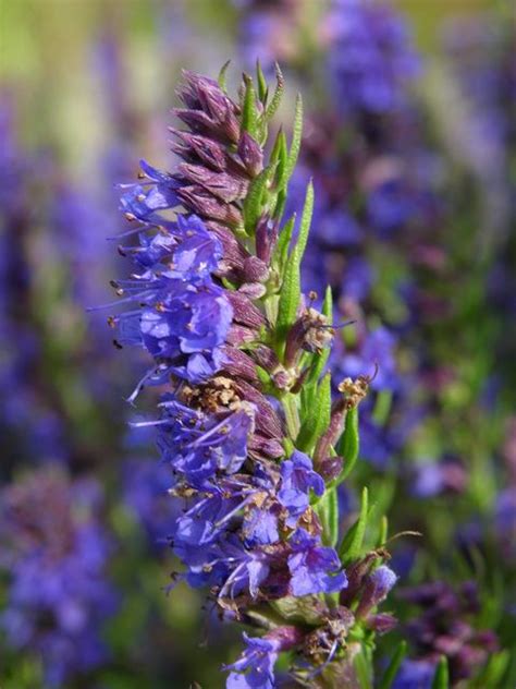 Hyssop facts and health benefits