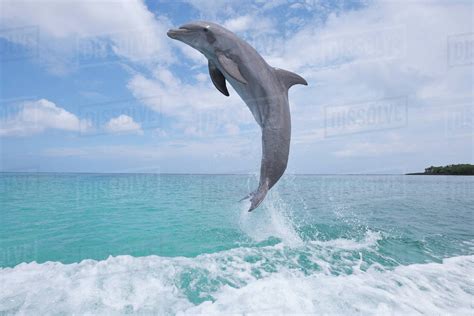 Common bottlenose dolphin - nipodper