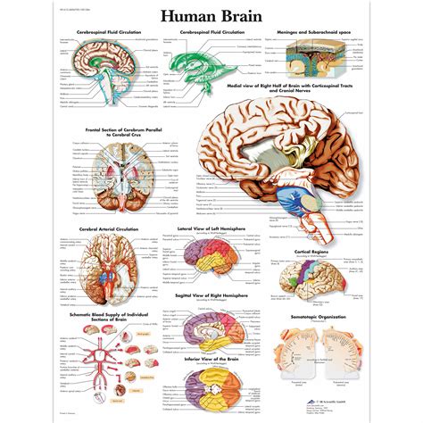 Brain Anatomy Poster Laminated Anatomical Chart Of The Human Brain | SexiezPicz Web Porn