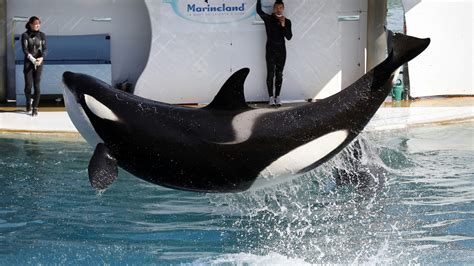 Killer whale learns to mimic human speech