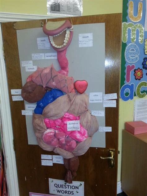 3D digestive system Classroom Fun, Science Classroom, Science Education, Health Science, Science ...