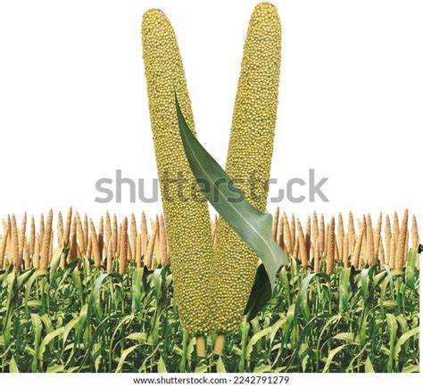 Pearl Millet Bajra Green Plant Farm Stock Photo 2242791279 | Shutterstock