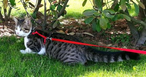 5 Best Cat Harnesses - Apr. 2021 - BestReviews