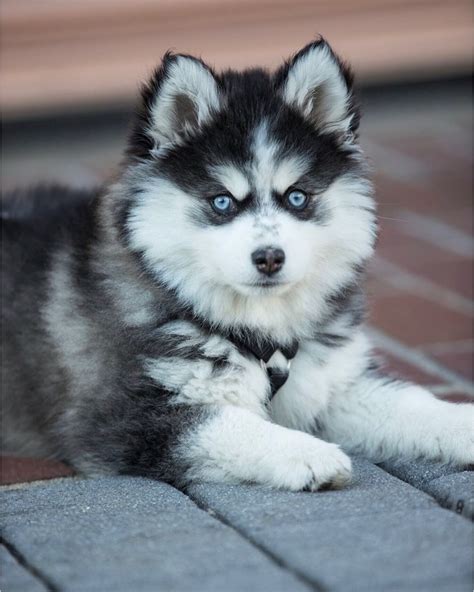 473 Likes, 10 Comments - Khaleesi & Leia Pomsky (@pomskysisters) on Instagram: “Floof w freckles ...