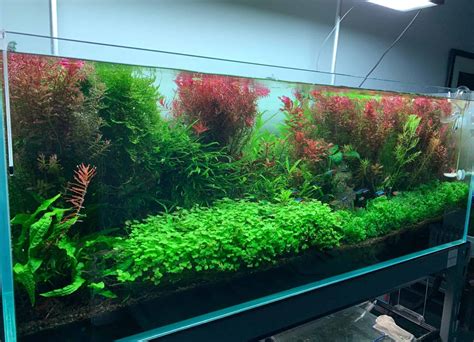 Top 9 Best Planted Aquarium Substrate: The Ultimate Guide - Fish Laboratory