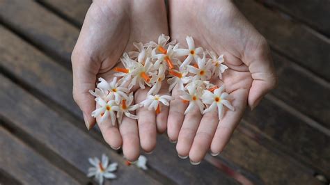 Health benefits of parijat or jasmine flower and how to use | HealthShots