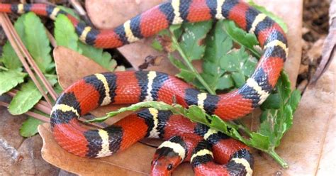 Weird Case of Look-Alike Snakes Surprises Researchers