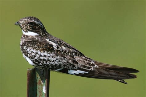 Nighthawk Symbolism - Spirit Animal Totems