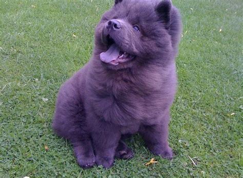 Blue Chow Chow Dog | Pictures,, Appearance, Temperament | Chow Chow Galaxy