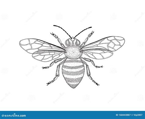 Black and White Honey Bee with Spread Wings in Vintage Style. Vector ...