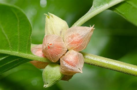 Ashwagandha: planting, care & uses - Plantura