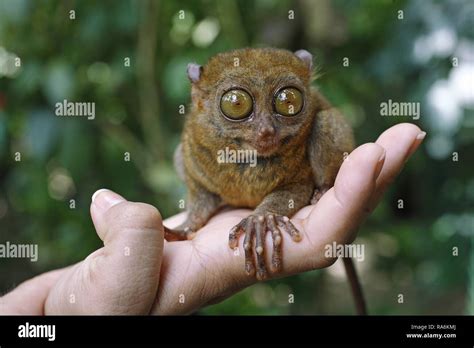 The Philippine Tarsier