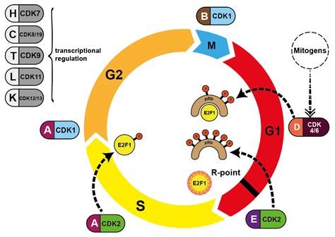 Frontiers Cyclin-dependent Kinase Inhibitors In Malignant, 44% OFF