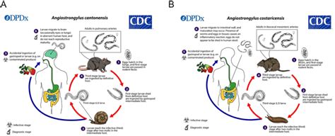 Simplified life cycles of Angiostrongylus cantonensis (Fig. 1A) and A ...