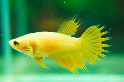 yellow betta love the yellow betta | Betta fish, Betta, Fish