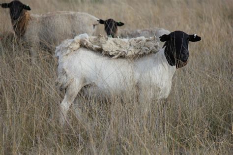 Australian Dorper & Australian White Sheep – Cluny Livestock Exports Pty Ltd