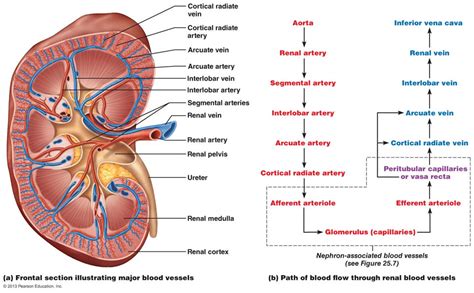 [Solved] Renal Vasculature Inferior Abdominal vena aorta Left Kidney... | Course Hero