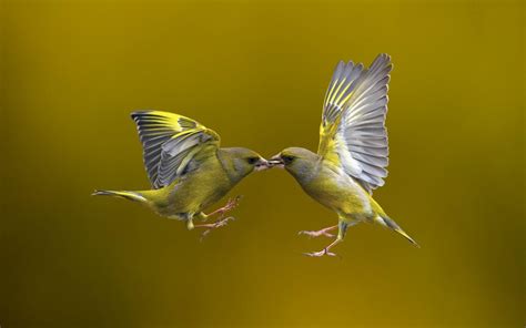 Download wallpaper for 2048x1152 resolution | Birds Flying | animals | Wallpaper Better