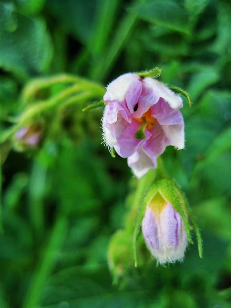 Potato Plant Flower Free Stock Photo - Public Domain Pictures