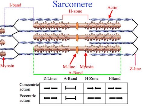 Gross Muscle and Sarcomere