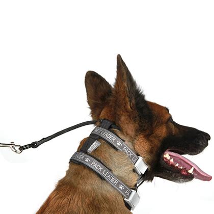 Cesar Millan Pack Leader Collar - 1800PetMeds