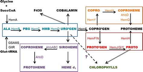 Noncanonical coproporphyrin-dependent bacterial heme biosynthesis ...