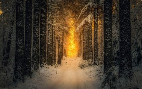 landscape, Nature, Snow, Forest, Sunrise, Sunlight, Winter, Path, Trees, Finland, Morning ...