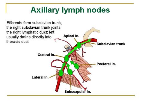 How To Drain Armpit Lymph Nodes - Best Drain Photos Primagem.Org