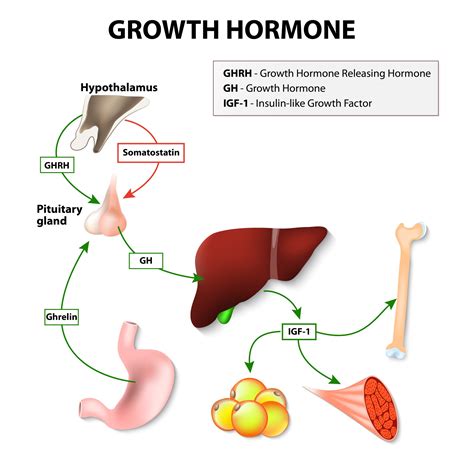 What Happens if You Stop Taking Growth Hormone? | HealthGAINS