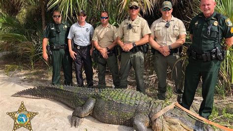 13-foot alligator captured in Florida