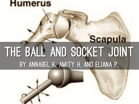 The Ball And Socket Joint by Annabel