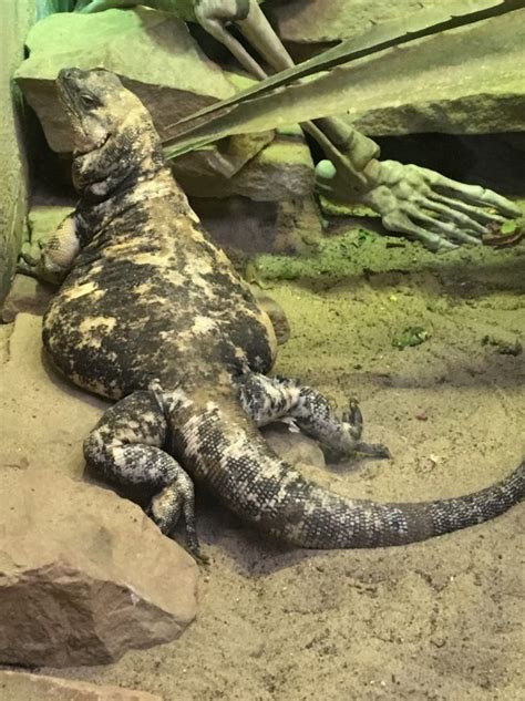 The Zoo Review: Species Fact Profile: San Esteban Chuckwalla (Sauromalus varius)