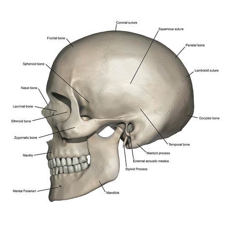 Lateral View Of Human Skull Anatomy by Alayna Guza in 2020 | Skull anatomy, Human skull anatomy ...