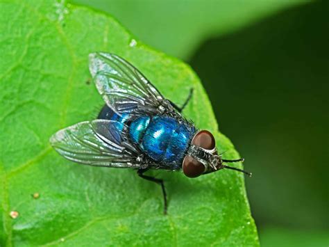 Types Of Flies In Tennessee - Household Pests