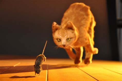 Why cats chase rats – Top Story Telling