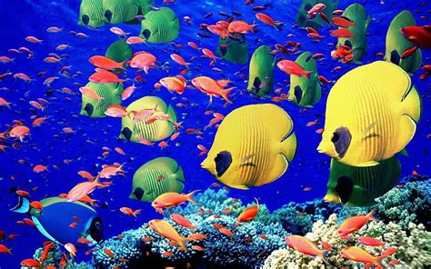 Online crop | HD wallpaper: sea fish deep blue sea underwater 1280x800 Animals Fish HD Art ...