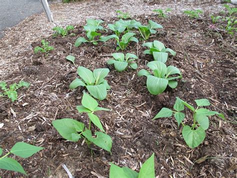 How Far Apart to Plant Potatoes of Different Varieties | Sproutabl