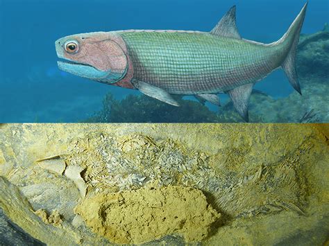 Perfect fish fossil offers a glimpse into Devonian period – News